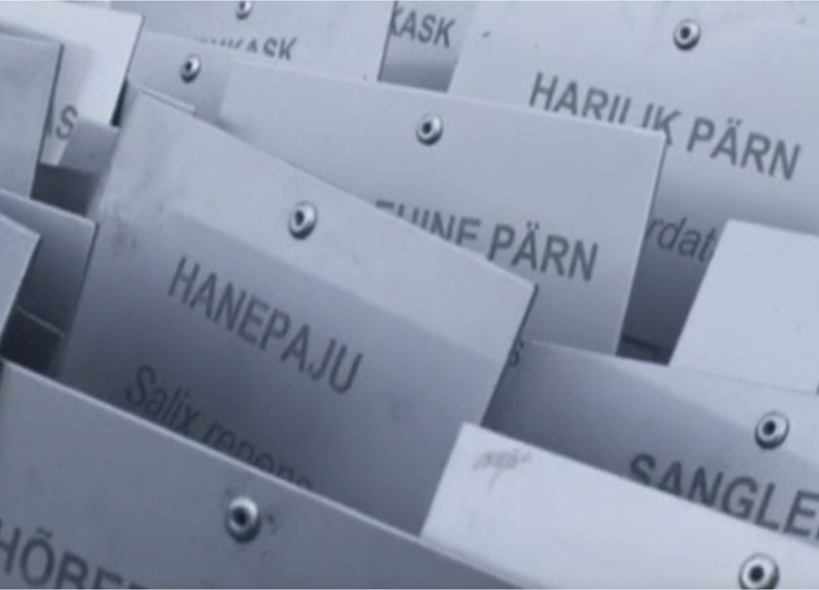 Vigala Sass – Last Recordings - 2